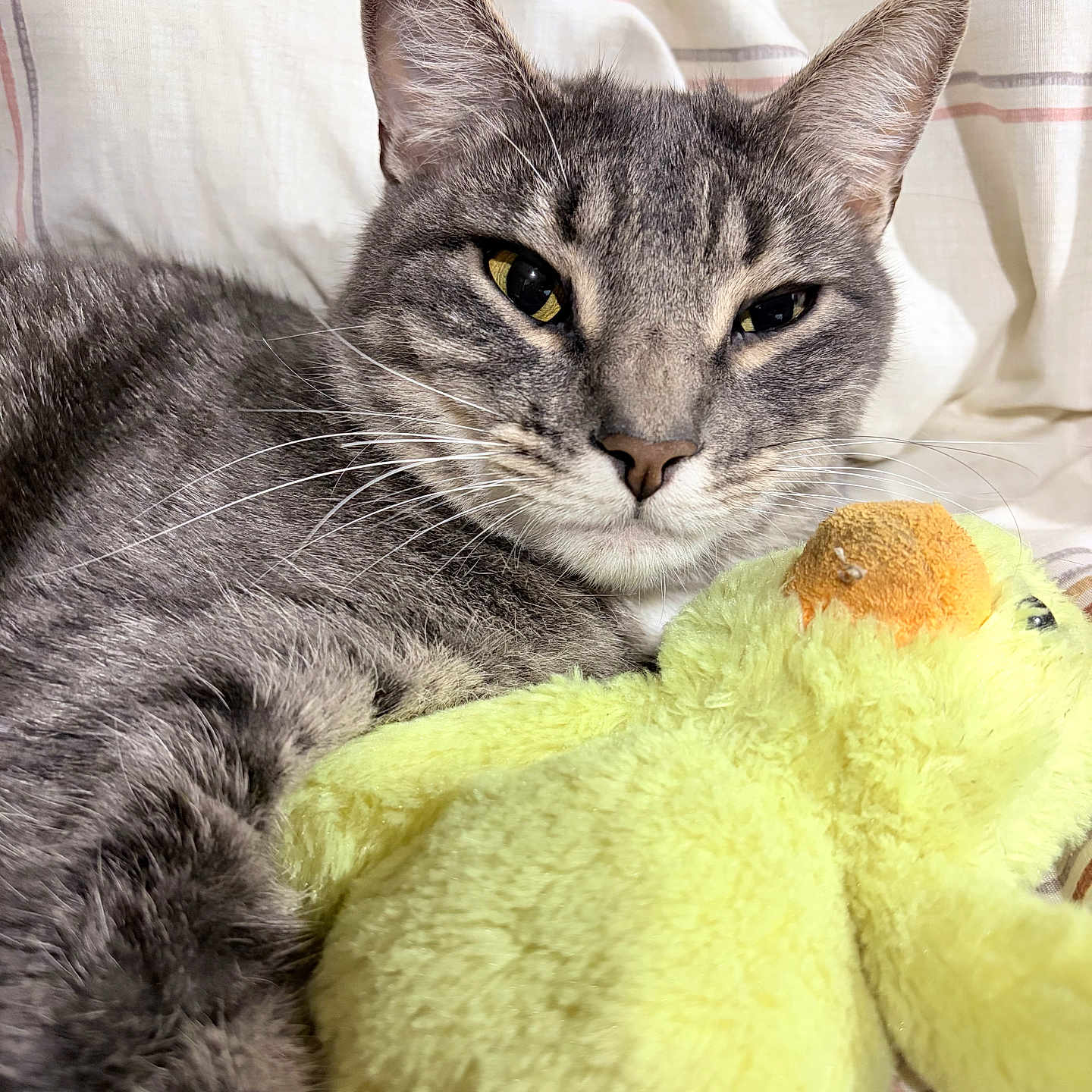 Rain joined the competition — help win amazing prizes! cat, gray_tabby, plush_toy, yellow_duck, bedroom, blanket, close_up, indoor, relaxed, pet, fur, whiskers, resting, cozy, cute, animal, stuffed_animal, soft_toy, comfort, snuggling