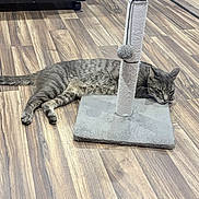 Rain joined the competition — help win amazing prizes! cat, tabby_cat, scratching_post, flooring, wood_floor, indoor, pet, relaxed, resting, pom_pom, furniture, mirror, cabinet, gray, striped, animal, cute, domestic_cat, laying_down, household