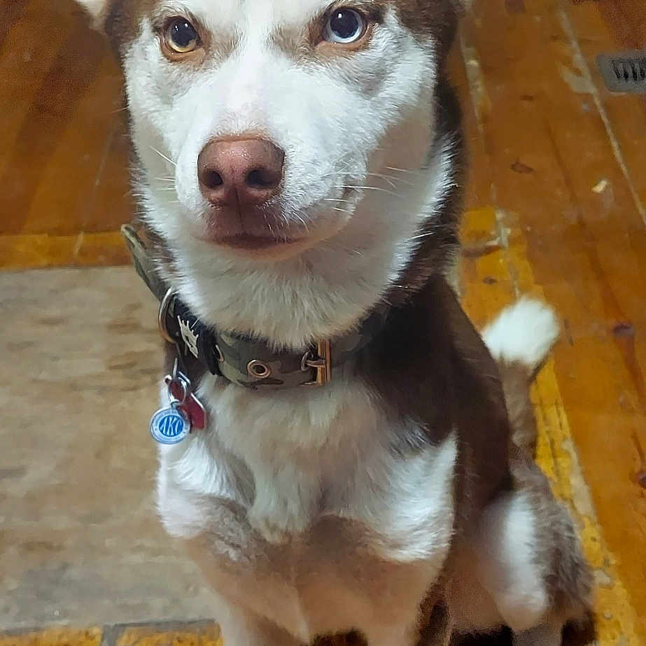 Rusty is registered to the contest to win money with this photo: accessories, animal, architecture, canine, collar, couch, dog, eskimodog, furniture, hardwood, hound, husky, indoors, interiordesign, leash, pet, plywood, puppy, strap, wood