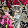 cat, tabby_cat, flowers, bouquet, pink_flowers, red_flowers, green_leaves, garlands, floral_decor, indoor, pet, animal, fur, whiskers, plant, nature, still_life, closeup, sunlight, decor
