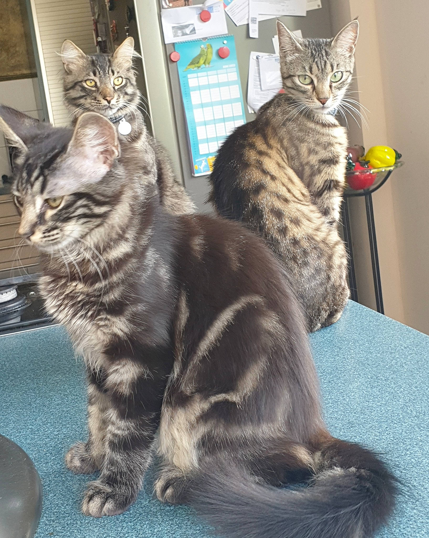 Moly a rejoint le concours — aidez-le/la à gagner de superbes lots ! carnivore, cat, claw, domestic_short_haired_cat, felidae, fur, paw, small_to_medium_sized_cats, snout, tail, terrestrial_animal, whiskers