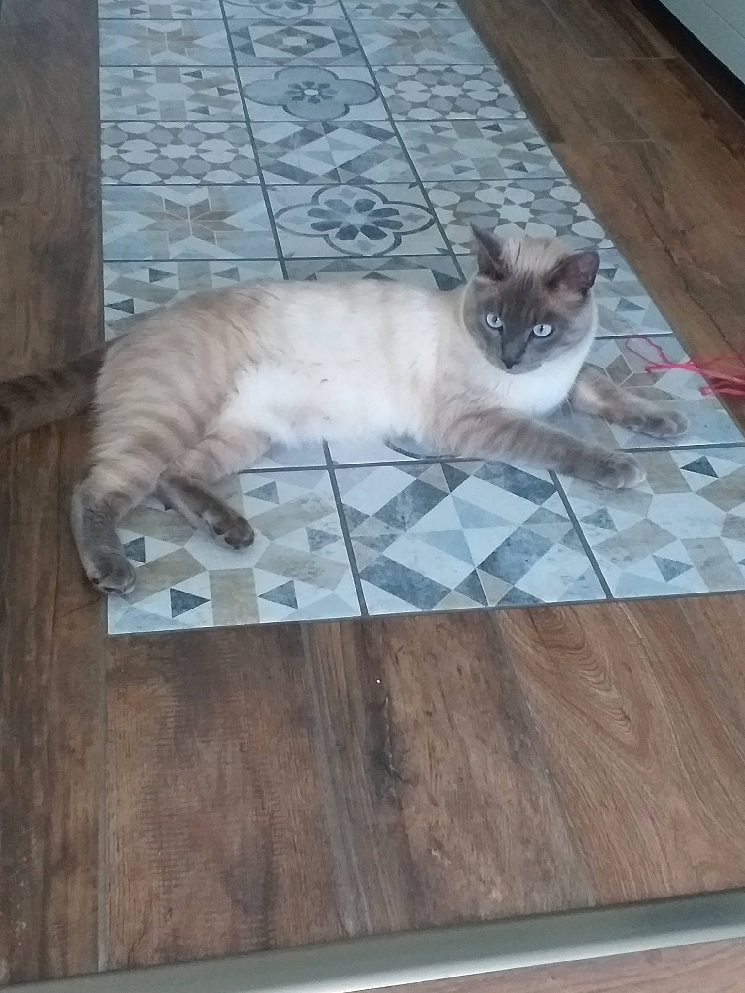 Gus participe au concours pour gagner de l'argent avec cette photo : balinese, carnivore, cat, domestic_short_haired_cat, european_shorthair, fawn, felidae, floor, flooring, hardwood, laminate_flooring, mammal, siamese, small_to_medium_sized_cats, tail, thai, tonkinese, whiskers, wood, wood_flooring