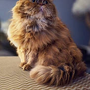 Bogoss participe au concours pour gagner de l'argent avec cette photo : animal, cat, close_up, curious, cute, domestic_cat, feline, fluffy, furry, ginger_cat, indoor, mammal, patterned_surface, pet, portrait, sitting, soft_light, tail, whiskers, wide_eyes