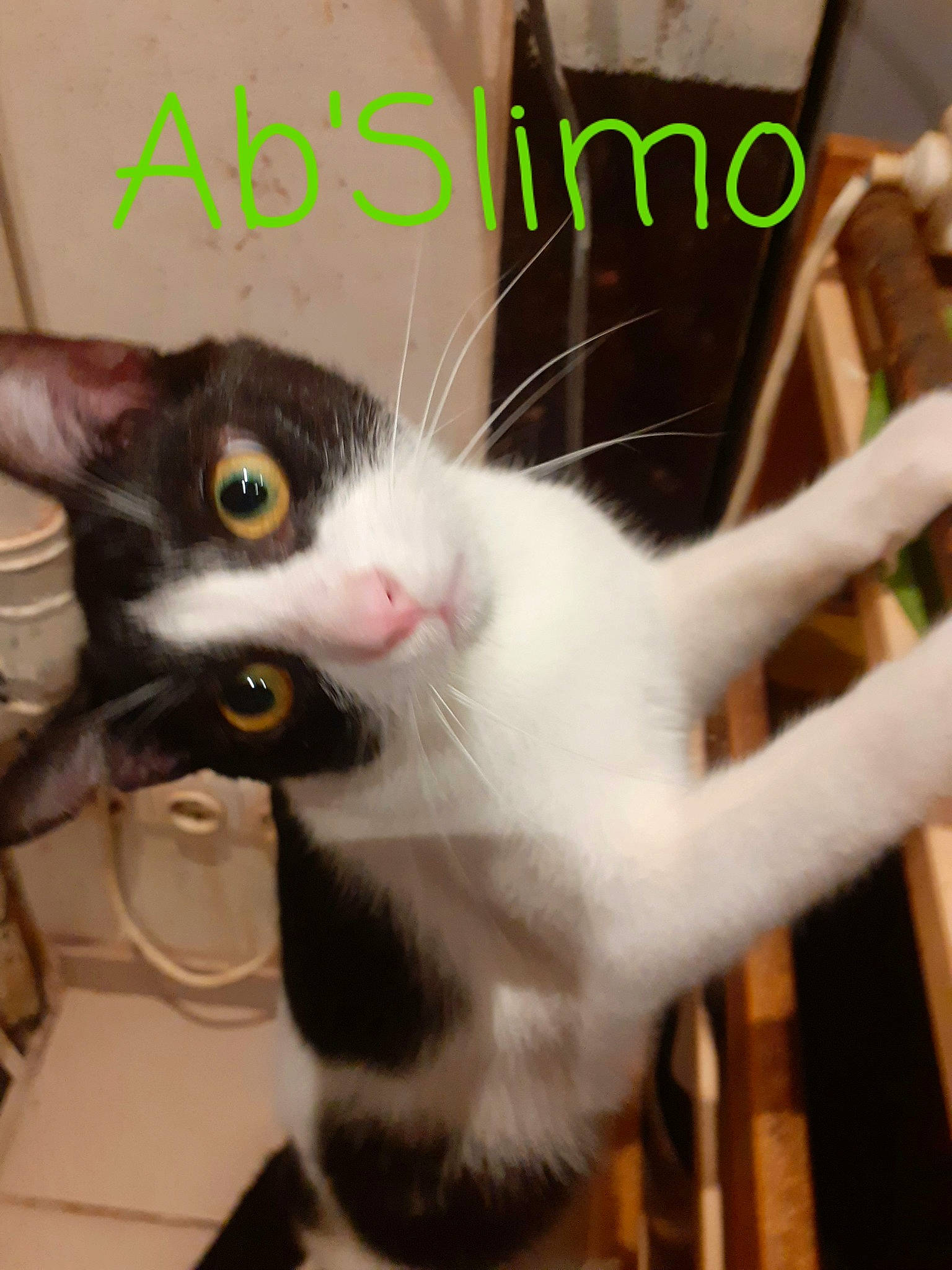 Abslimo