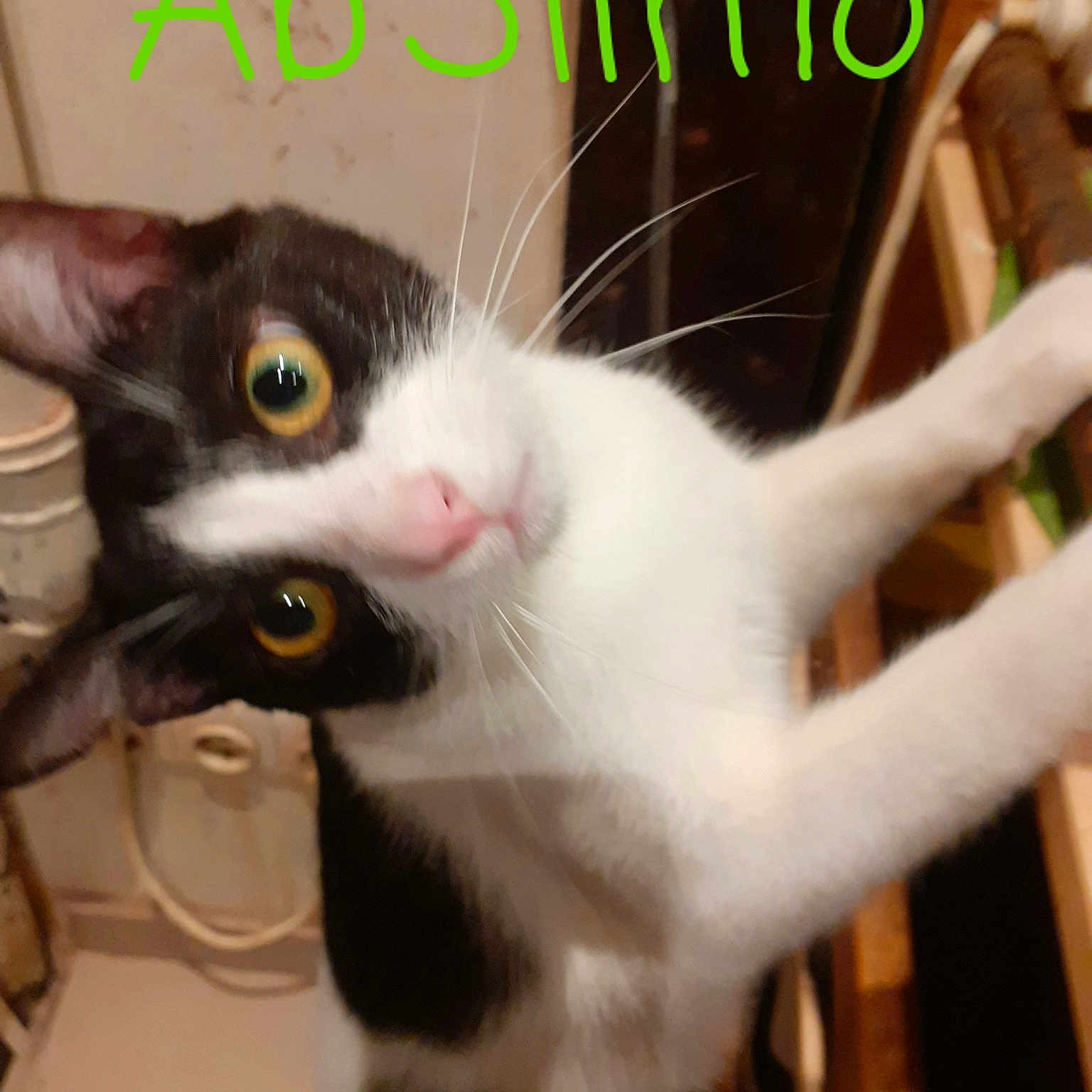 Abslimo