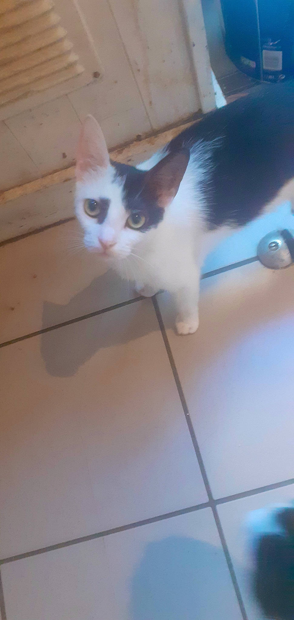 Snowbelle a rejoint le concours — aidez-le/la à gagner de superbes lots ! carnivore, cat, ceiling, domestic_short_haired_cat, felidae, floor, flooring, fur, hardwood, paw, small_to_medium_sized_cats, snout, tail, tile_flooring, whiskers, wood