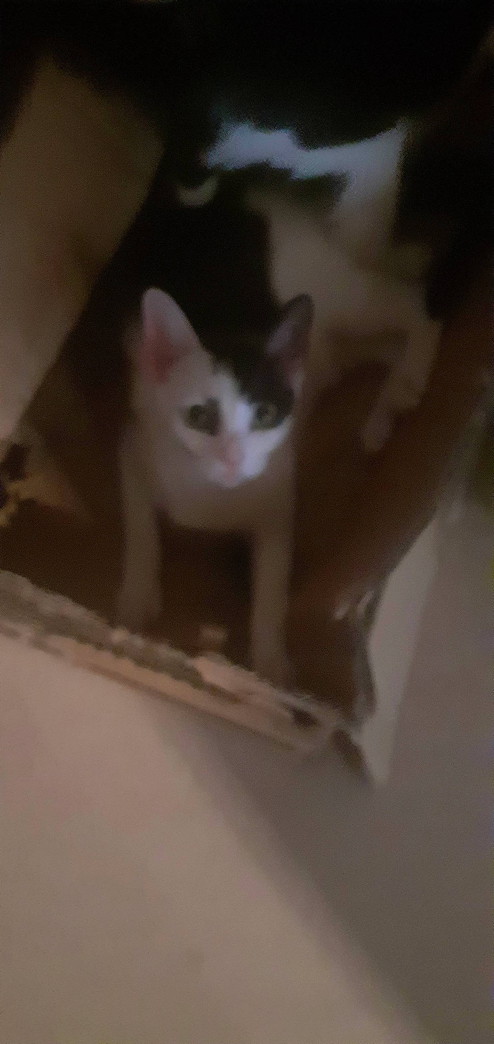 Snowbelle
