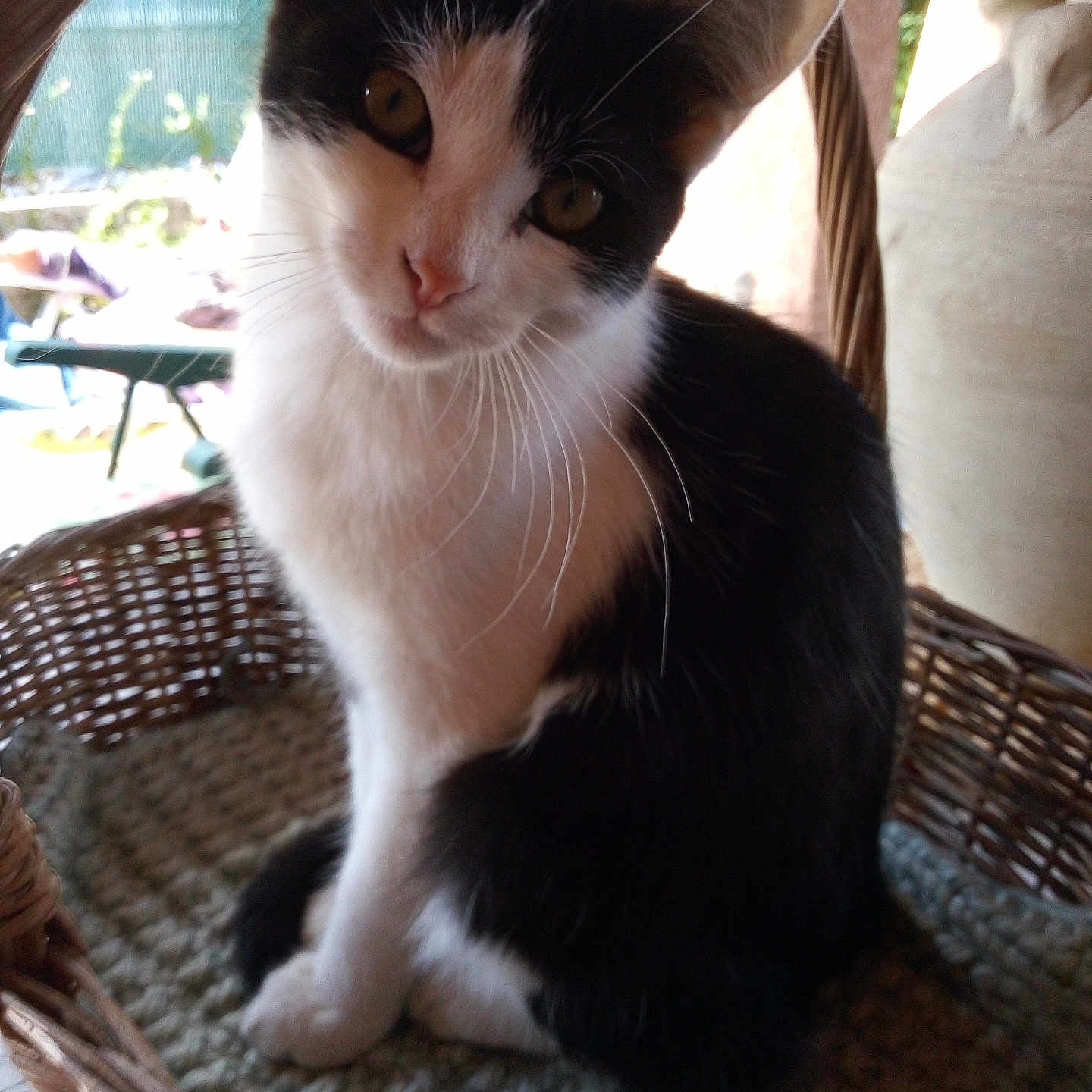 Sophie participe au concours pour gagner de l'argent avec cette photo : abyssinian, animal, armchair, basket, blackcat, cat, chair, furniture, homedecor, kitten, linen, manx, pet, siamese, wood