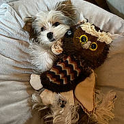 Shelby participe au concours pour gagner de l'argent avec cette photo : dog, puppy, plush_toy, owl_toy, cushion, soft_fabric, wood_floor, pet, cute, fluffy, snuggling, indoor, cozy, resting, small_dog, furry, toy, relaxing, home, sleepy