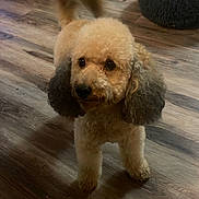 Coco joined the competition — help win amazing prizes! dog, poodle, indoor, wooden_floor, pet, animal, fluffy, tail, ears, dog_bed, trash_bin, brown, cute, small_dog, walking, floor, home, canine, domestic_animal, fur