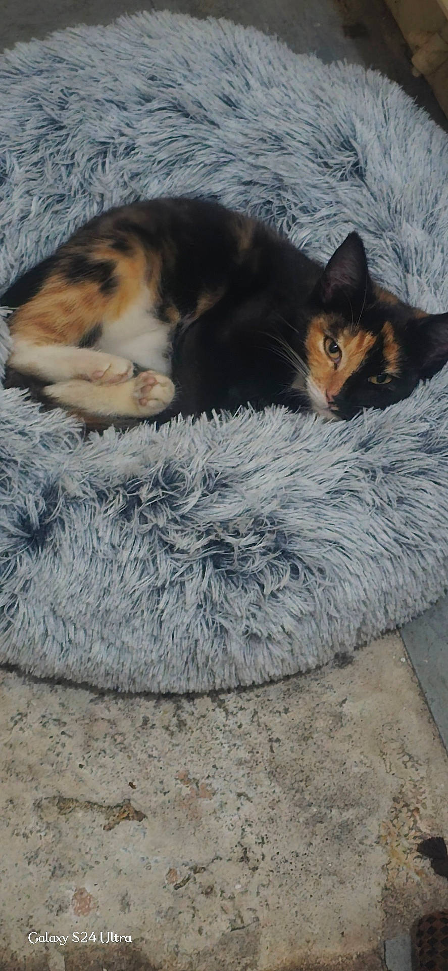 Gizmo joined the competition — help win amazing prizes! animal, bed, calico, cat, comfort, cozy, curled_up, cute, domestic, feline, floor, fluffy, fur, indoor, looking, paw, pet_bed, relaxed, resting, soft