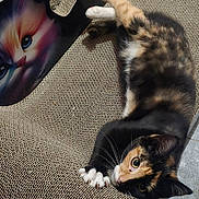 Gizmo joined the competition — help win amazing prizes! cat, calico_cat, pet, scratcher, claws, fur, playful, texture, floor, illustration, colorful, curious, animal, indoor, relaxed, whiskers, ears, paws, closeup, resting