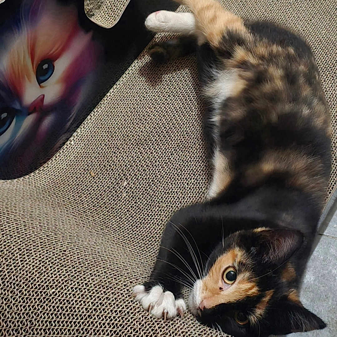 Gizmo joined the competition — help win amazing prizes! animal, calico_cat, cat, claws, closeup, colorful, curious, ears, floor, fur, illustration, indoor, paws, pet, playful, relaxed, resting, scratcher, texture, whiskers