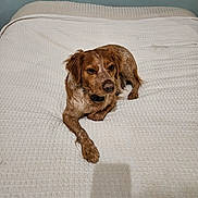 Twister a rejoint le concours — aidez-le/la à gagner de superbes lots ! bed, bedroom, blanket, brown_dog, collar, cozy, cute, dog, fur, indoor, laying, looking_up, medium_breed, paw, pet, resting, shadow, texture, wall, white_bedspread