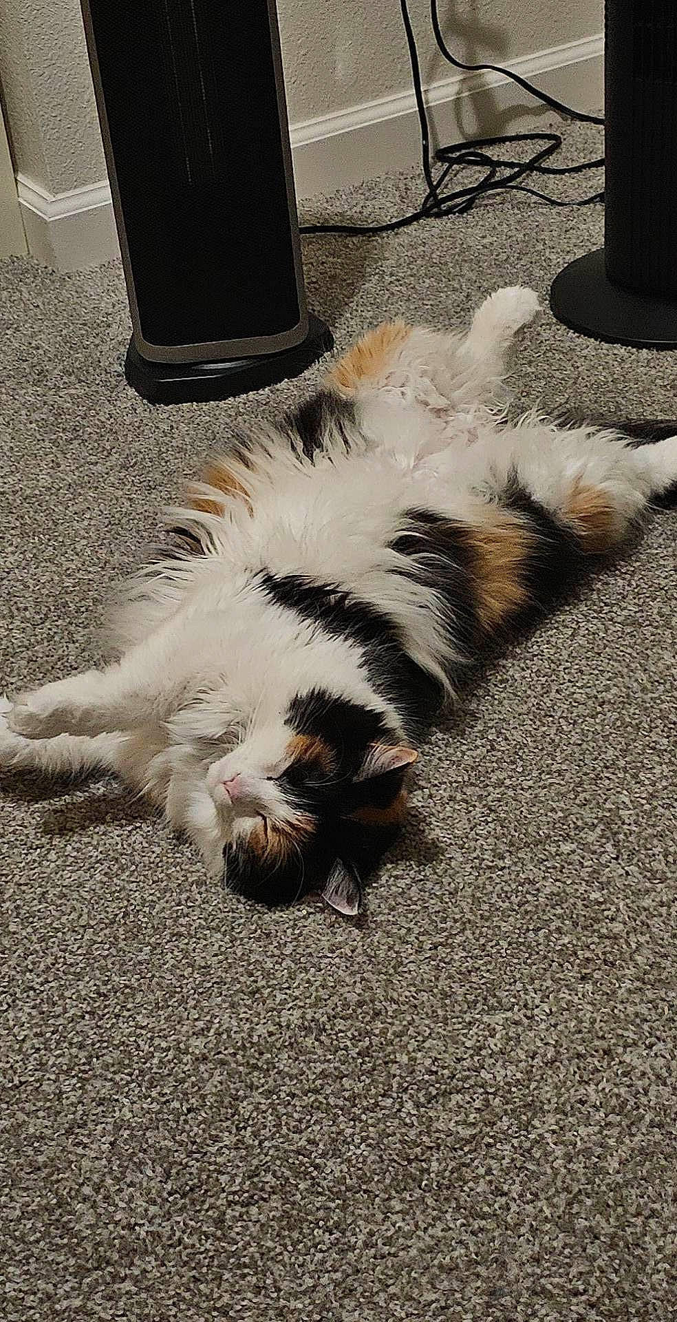 Puddin is registered to the contest to win money with this photo: asphalt, automotive_tire, carnivore, cat, comfort, companion_dog, felidae, flooring, foot, fur, gas, grass, human_leg, paw, road_surface, sand, sidewalk, small_to_medium_sized_cats, tail, whiskers