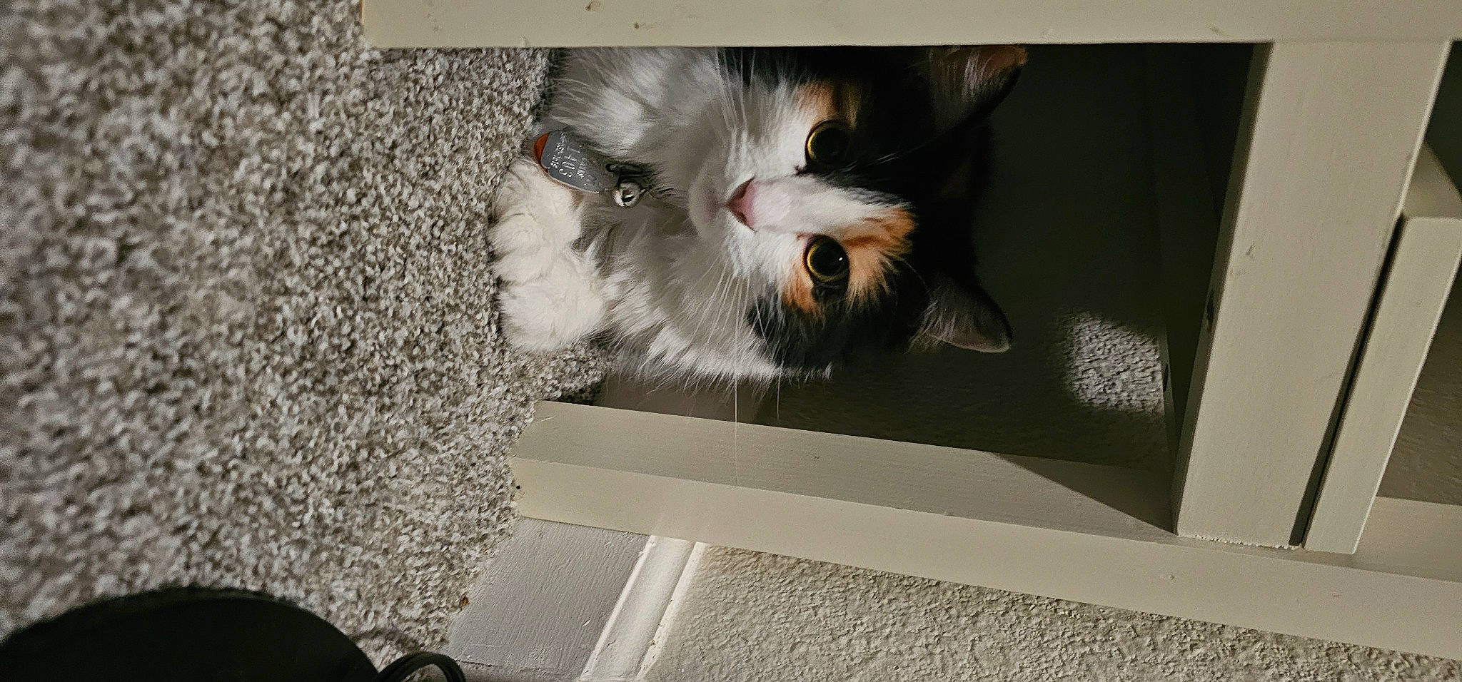 Puddin joined the competition — help win amazing prizes! carnivore, cat, claw, domestic_short_haired_cat, eye, fawn, felidae, foot, fur, paw, photo_caption, small_to_medium_sized_cats, snout, tail, whiskers, window