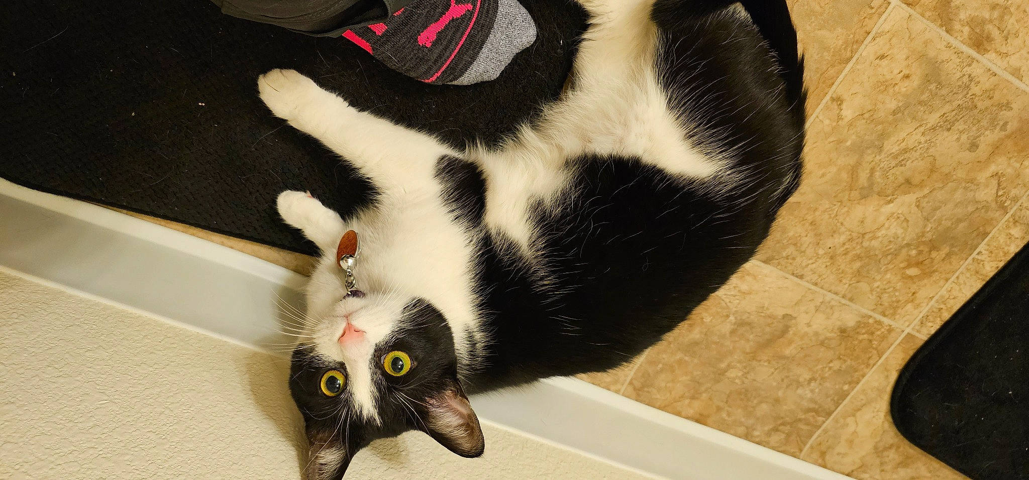 Lola joined the competition — help win amazing prizes! carmine, carnivore, cat, claw, domestic_short_haired_cat, felidae, fur, paw, plant, small_to_medium_sized_cats, snout, tail, terrestrial_animal, tile_flooring, whiskers, window