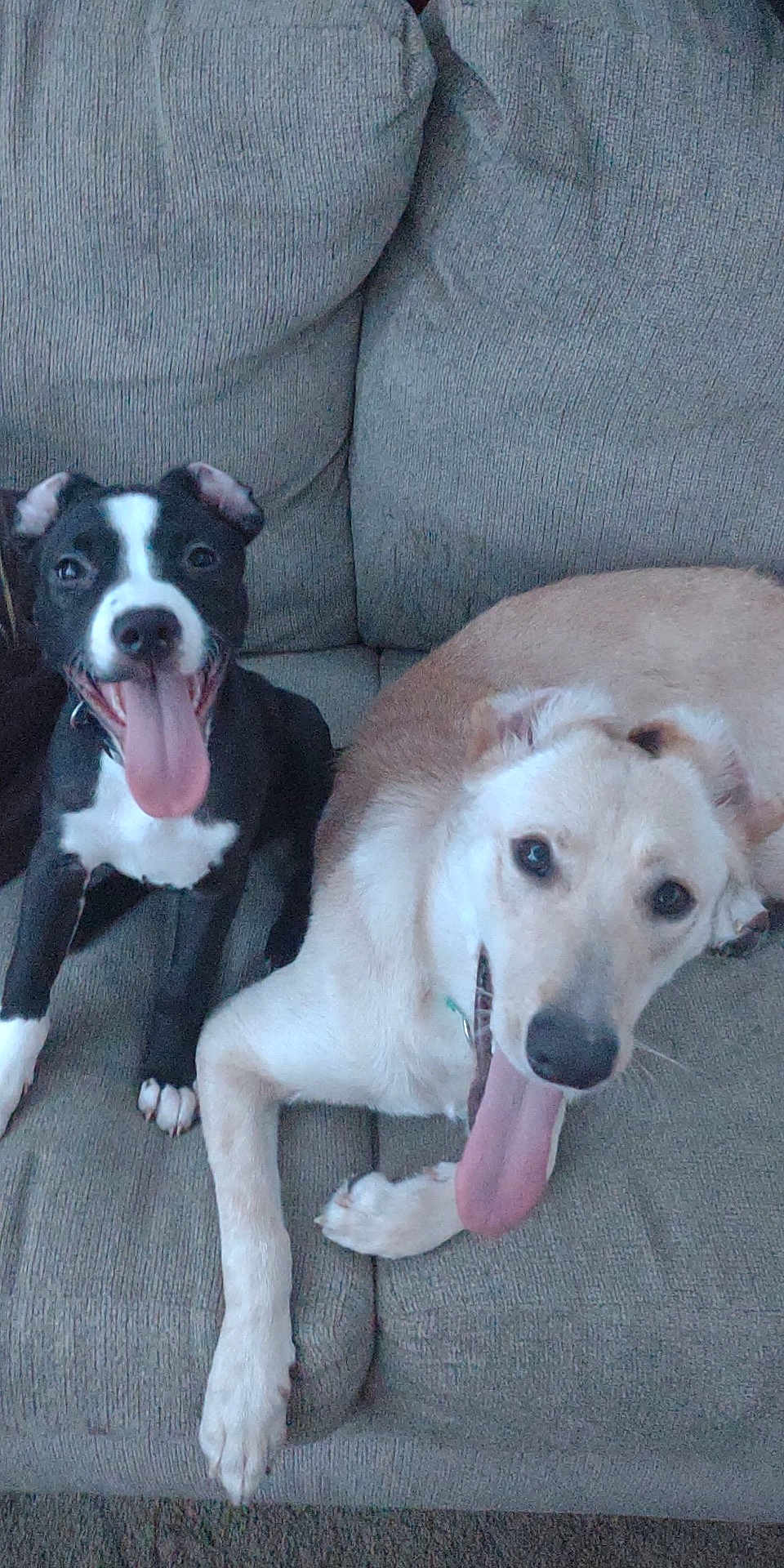 Coco joined the competition — help win amazing prizes! dog, pets, couch, tongue_out, happy, black_and_white_dog, tan_dog, indoor, relaxed, two_dogs, canine, companion, smiling, fur, animal, domestic_animal, laying_down, friendly, cute, cozy