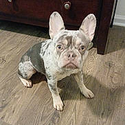Rayne is registered to the contest to win money with this photo: french_bulldog, puppy, dog, indoor, wooden_floor, cabinet, pet, animal, ears, curious, sitting, young_dog, brown, white, black, flooring, domestic_animal, companion, canine, portrait