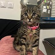 Nala participe au concours pour gagner de l'argent avec cette photo : animal, bell, blanket, cat, closeup, curiosity, cute, domestic, ears, floor, front_legs, furniture, household, indoor, kitten, pet, pink_collar, tabby, whiskers, young