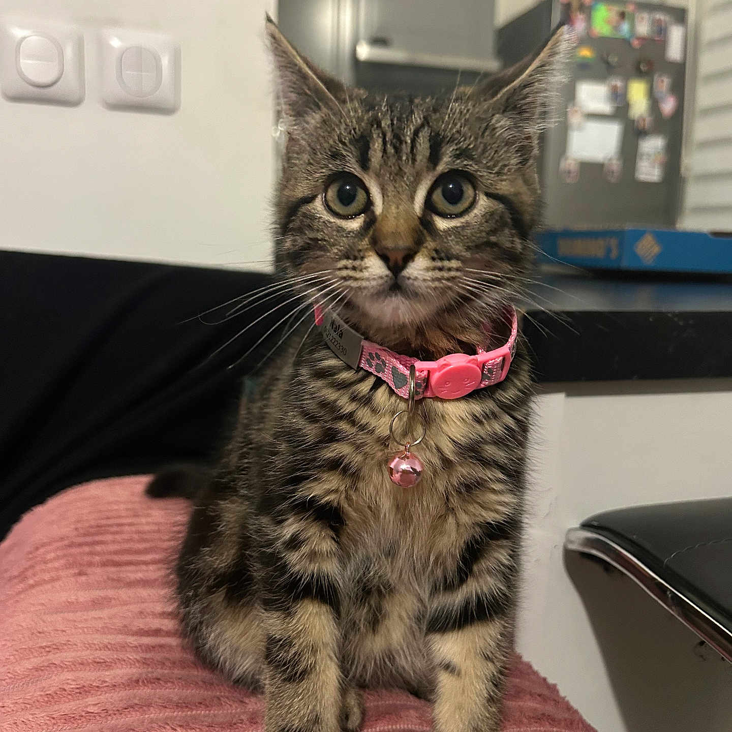Nala participe au concours pour gagner de l'argent avec cette photo : animal, bell, blanket, cat, closeup, curiosity, cute, domestic, ears, floor, front_legs, furniture, household, indoor, kitten, pet, pink_collar, tabby, whiskers, young