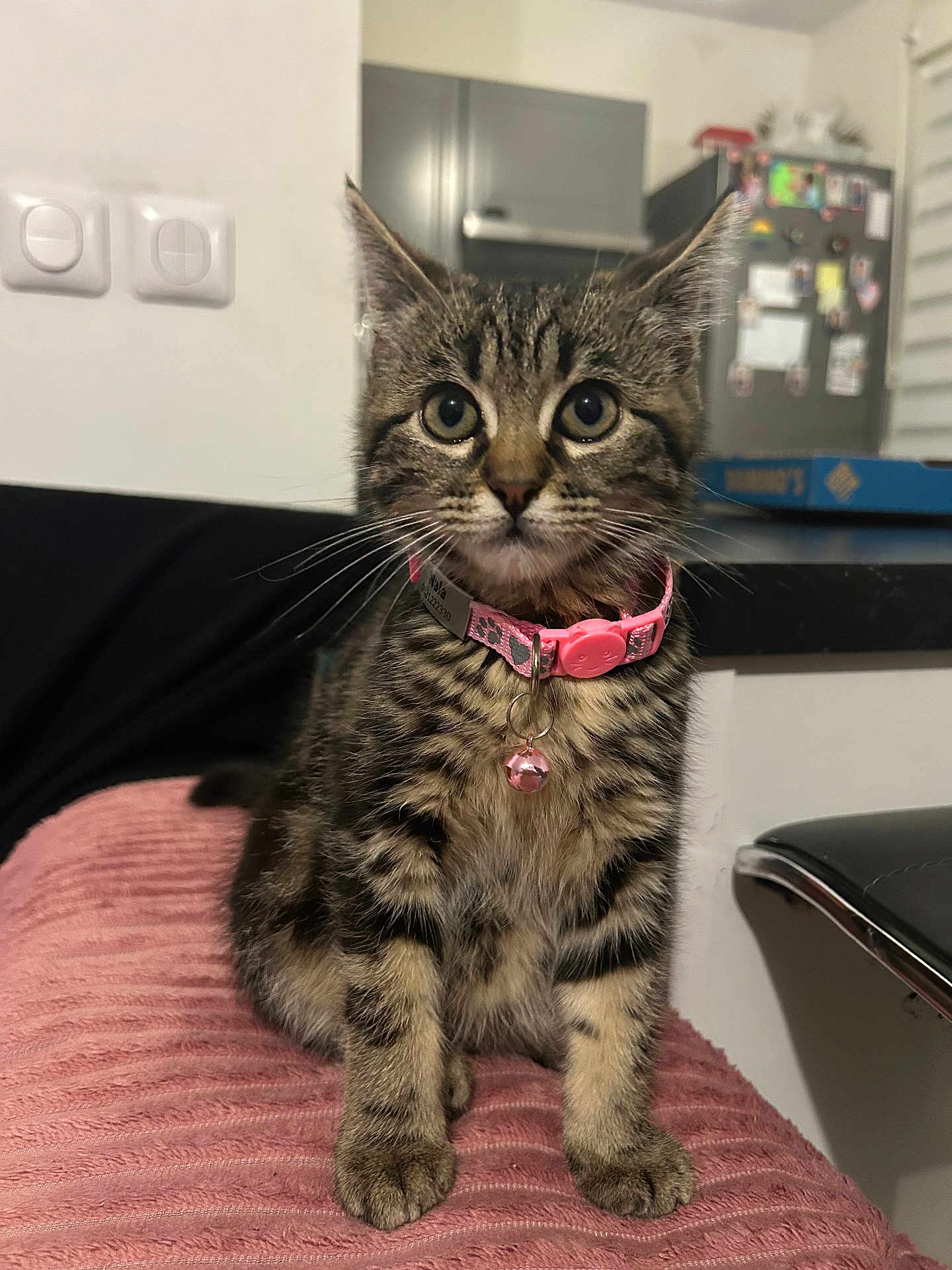 Nala participe au concours pour gagner de l'argent avec cette photo : animal, bell, blanket, cat, closeup, curiosity, cute, domestic, ears, floor, front_legs, furniture, household, indoor, kitten, pet, pink_collar, tabby, whiskers, young