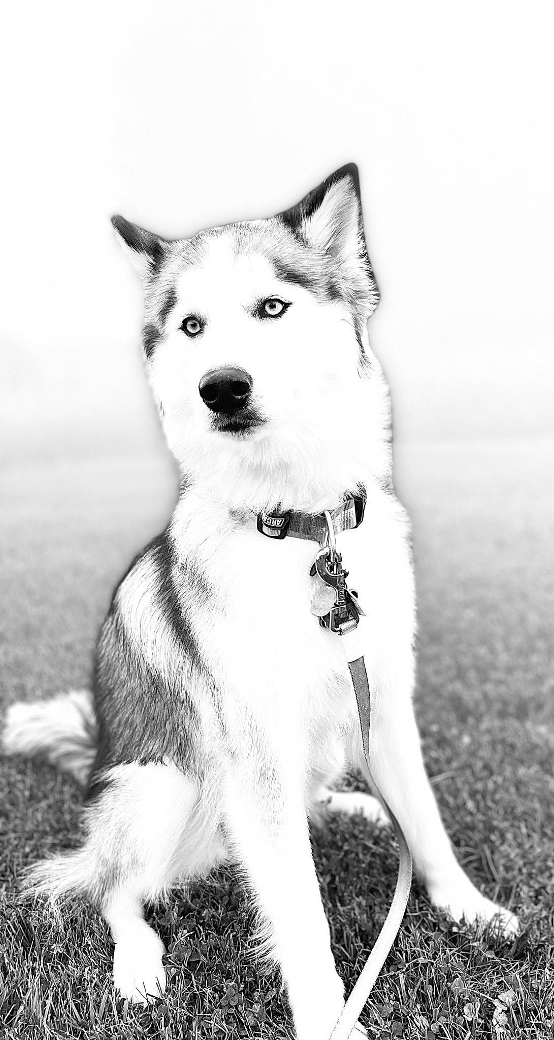 Aurora joined the competition — help win amazing prizes! art, canidae, carnivore, collar, companion_dog, dog, dog_breed, dog_collar, dog_supply, fur, monochrome, monochrome_photography, snout, sporting_group, stock_photography, style, tail, whiskers, working_animal, working_dog