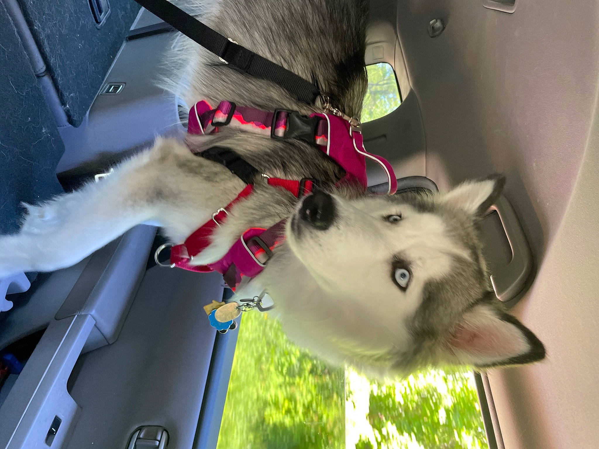 Aurora joined the competition — help win amazing prizes! canidae, car, carnivore, collar, companion_dog, computer_keyboard, dog, dog_breed, dog_collar, ear, fawn, fur, jaw, snapshot, snout, sporting_group, tail, vehicle, windshield, working_animal