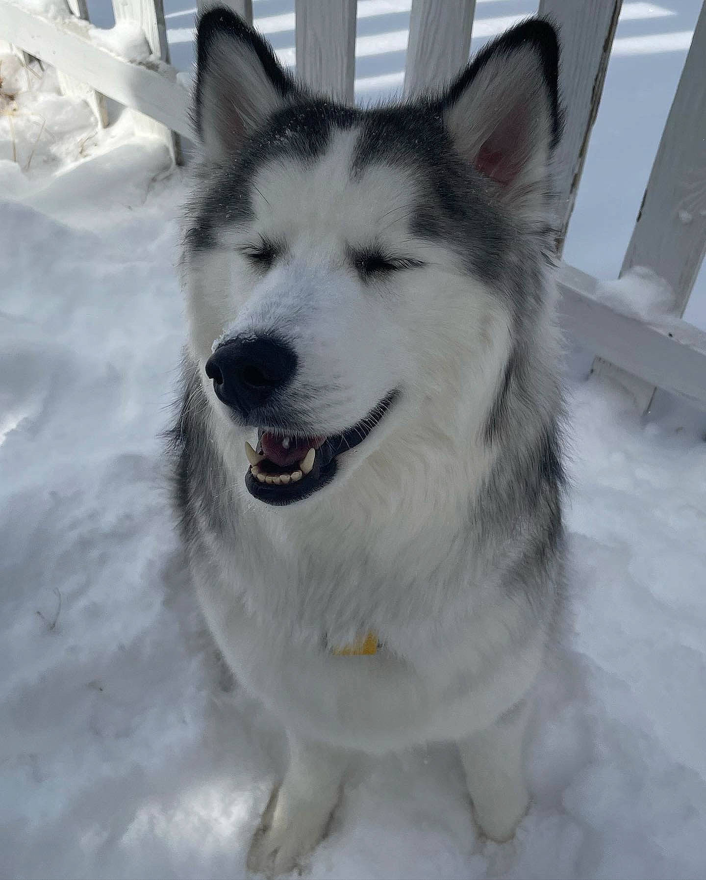 Aurora joined the competition — help win amazing prizes! ancient_dog_breeds, canidae, carnivore, collar, companion_dog, dog, dog_breed, fur, jaw, non_sporting_group, siberian_husky, sled_dog, snout, snow, sporting_group, terrestrial_animal, whiskers, winter, working_animal, working_dog