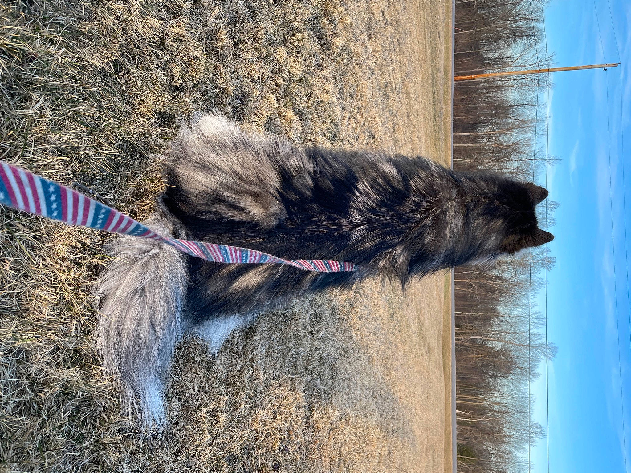 Kodiak is registered to the contest to win money with this photo: canidae, carnivore, collar, dog, dog_breed, dog_collar, fur, grey, leash, plant, sky, snout, sporting_group, tail, tree, vertebrate, water, window, wood, working_animal