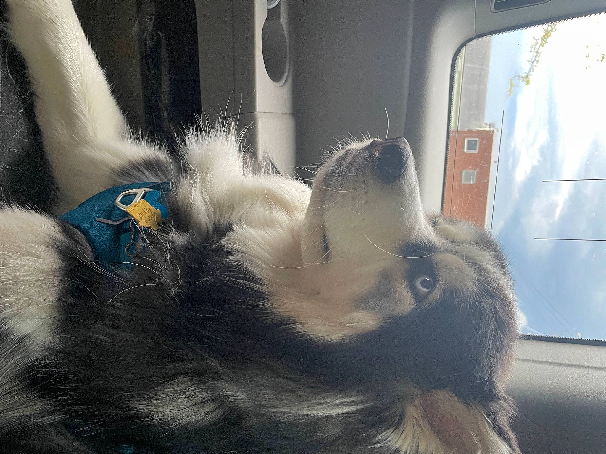 Kodiak joined the competition — help win amazing prizes! auto_part, automotive_exterior, carnivore, claw, comfort, companion_dog, dog_breed, feather, felidae, fur, hood, paw, small_to_medium_sized_cats, snout, tail, vehicle_door, whiskers, window, windscreen_wiper, windshield