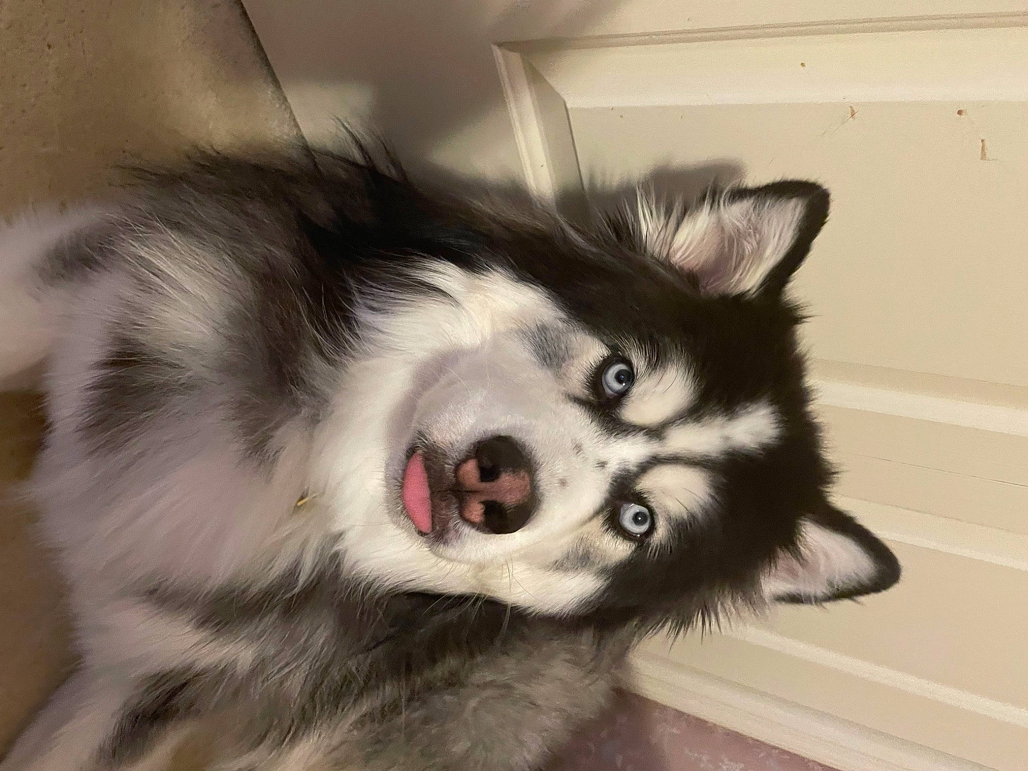 Kodiak is registered to the contest to win money with this photo: canidae, carnivore, companion_dog, dog, dog_breed, ear, eye, fur, human_body, jaw, plant, snout, sporting_group, terrestrial_animal, whiskers, working_animal, working_dog