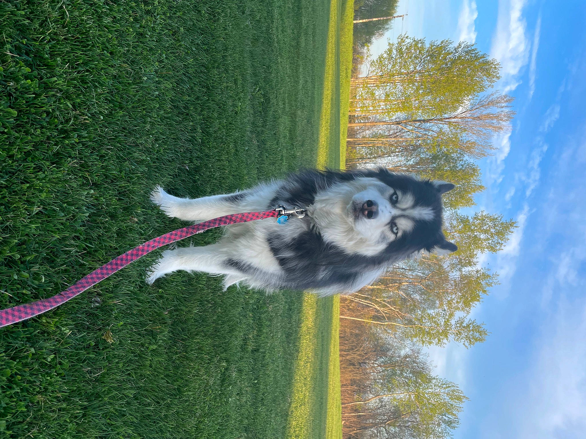 Kodiak is registered to the contest to win money with this photo: adventure, art, canidae, carnivore, cloud, collar, dog, dog_breed, grass, leash, pet_supply, plant, recreation, shadow, sky, sporting_group, tail, tree, working_dog