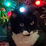 cat, tuxedo_cat, christmas_tree, christmas_lights, ornament, holiday, festive, black_and_white, pet, indoor, animal, whiskers, cute, feline, decorations, celebration, closeup, eyes, cozy, soft