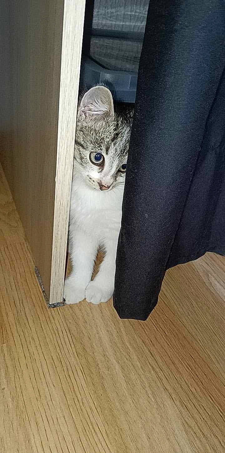 Jethro a rejoint le concours — aidez-le/la à gagner de superbes lots ! carnivore, cat, comfort, curtain, fawn, felidae, floor, flooring, fur, glasses, grey, hardwood, human_leg, laminate_flooring, small_to_medium_sized_cats, tail, whiskers, wood, wood_flooring, wood_stain