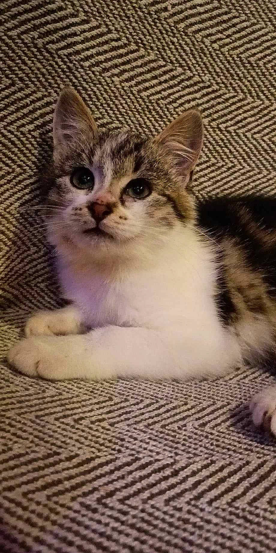 Jethro participe au concours pour gagner de l'argent avec cette photo : art, carnivore, cat, claw, domestic_short_haired_cat, door, felidae, fur, paw, sitting, small_to_medium_sized_cats, snout, terrestrial_animal, whiskers, window