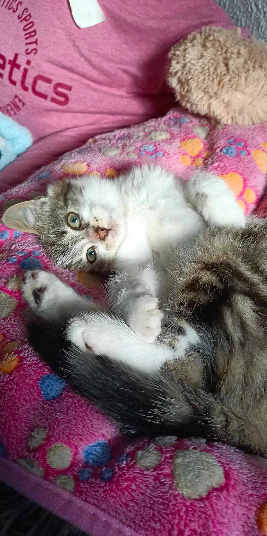 Jethro participe au concours pour gagner de l'argent avec cette photo : carnivore, cat, cat_bed, cat_toy, claw, comfort, domestic_short_haired_cat, fawn, felidae, fur, grey, linens, nap, paw, sleep, small_to_medium_sized_cats, tail, whiskers