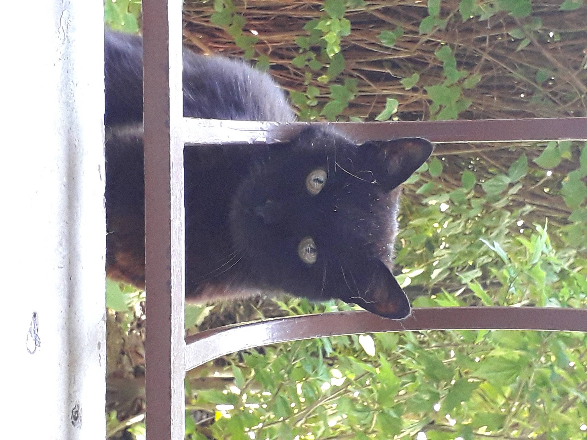Axel participe au concours pour gagner de l'argent avec cette photo : bombay, carnivore, cat, domestic_short_haired_cat, felidae, fur, grass, mammal, natural_material, pet_supply, plant, small_to_medium_sized_cats, snout, tail, terrestrial_animal, whiskers, wildlife, wood