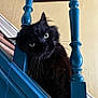 animal, black_cat, blue_paint, cat, closeup, curious, cute, domestic_cat, feline, framed_picture, home_interior, house, indoor, pet, portrait, stairs, stairs_rail, whiskers, wooden_spindle, yellow_wall