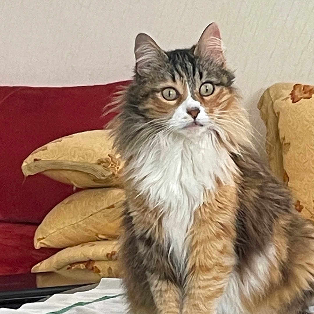 Caramel a rejoint le concours — aidez-le/la à gagner de superbes lots ! animal, cat, cloth, couch, cozy, domestic_animal, ears, eyes, feline, fluffy, fur, furniture, home, indoor, pet, pillows, portrait, sitting, table, whiskers