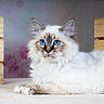 Alfred a rejoint le concours — aidez-le/la à gagner de superbes lots ! cat, blue_eyes, fluffy_fur, white_cat, wooden_crates, indoor, pet, feline, portrait, relaxed, animal, closeup, laying_down, soft_texture, curious_gaze, domestic_cat, whiskers, ears, paws, cozy