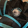 kitten, cat, blue_eyes, play_tunnel, black, turquoise, curious, fluffy, pet, indoor, floor, tile, animal, feline, cute, young_cat, two_cats, peek, playful, cozy