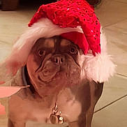 Bella joined the competition — help win amazing prizes! dog, santa_hat, pet, indoor, floor, tile, decor, christmas, festive, animal, brown_dog, canine, hat, holiday, cute, looking, furniture, beige, living_room, accessory