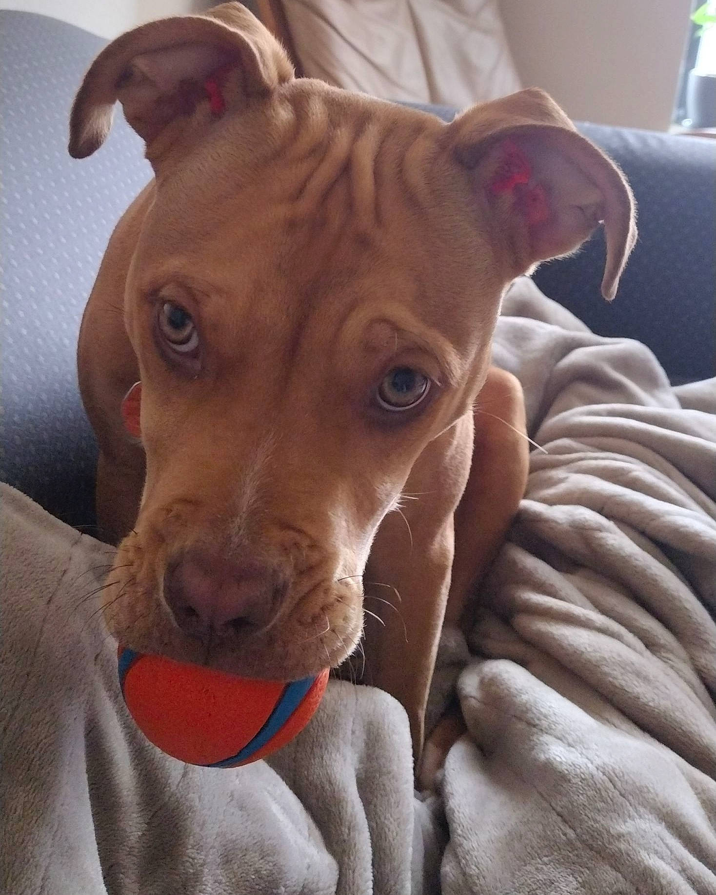 Una joined the competition — help win amazing prizes! canidae, carnivore, collar, comfort, companion_dog, dog, dog_breed, dog_collar, dog_supply, ear, fawn, liver, non_sporting_group, pet_supply, snout, sporting_group, terrestrial_animal, toy_dog, whiskers, working_animal