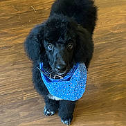Crimson is registered to the contest to win money with this photo: accessories, animal, bandana, canine, cockerspaniel, collar, dog, hardwood, headband, hound, labradorretriever, leash, newfoundland, papillon, pet, plywood, poodle, puppy, strap, wood