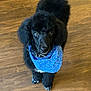 accessories, animal, bandana, canine, cockerspaniel, collar, dog, hardwood, headband, hound, labradorretriever, leash, newfoundland, papillon, pet, plywood, poodle, puppy, strap, wood