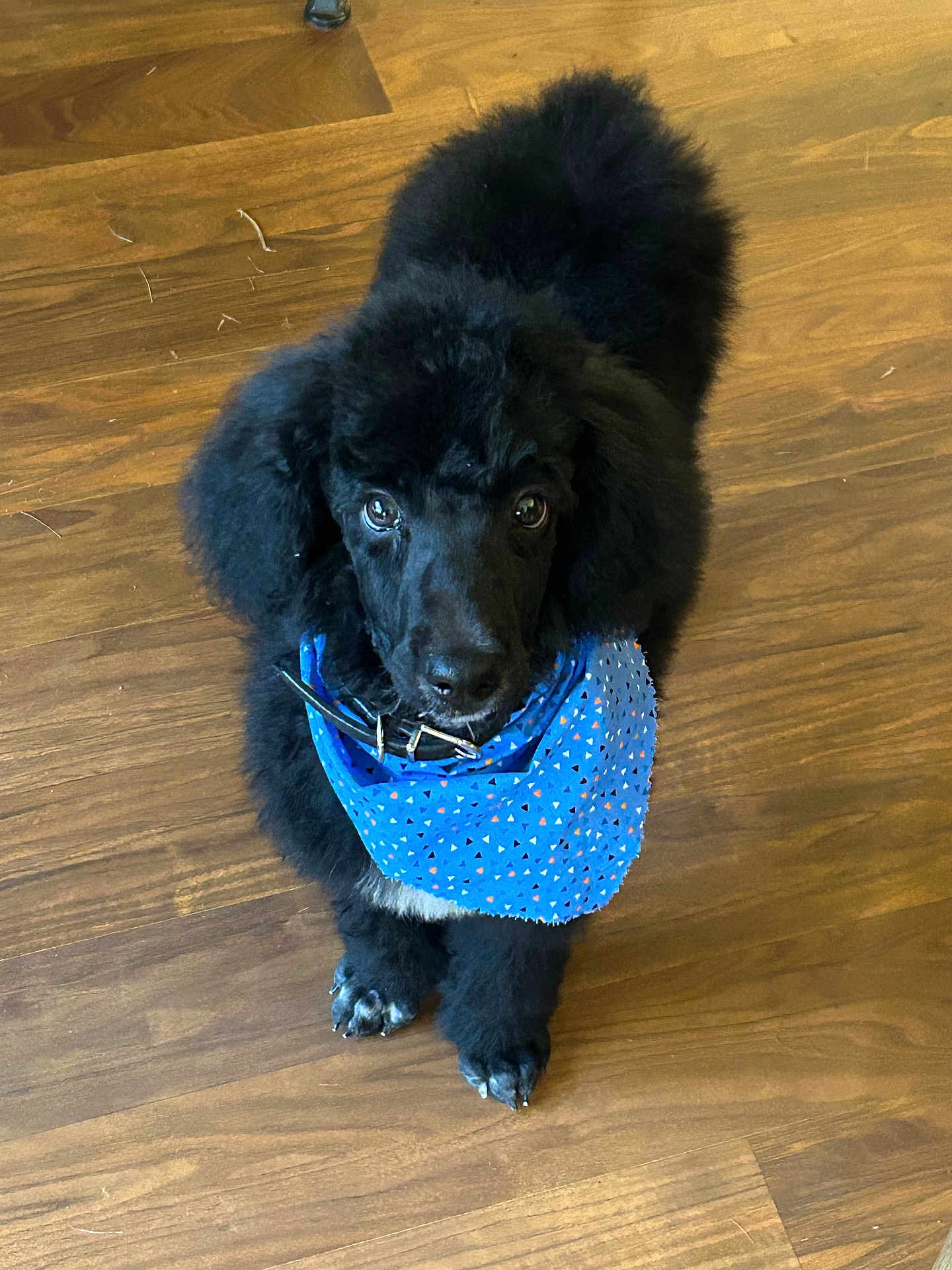 Crimson is registered to the contest to win money with this photo: accessories, animal, bandana, canine, cockerspaniel, collar, dog, hardwood, headband, hound, labradorretriever, leash, newfoundland, papillon, pet, plywood, poodle, puppy, strap, wood