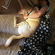 Scottie is registered to the contest to win money with this photo: animal, blanket, carpet, casual_clothing, companion, cozy, dog, floor, hugging, human, indoor, labrador, paw_prints, person, pet, relaxation, resting, sleeping, snuggling, warm_light