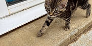 Altesse a rejoint le concours — aidez-le/la à gagner de superbes lots ! kitten, tabby, cat, young, walking, concrete, step, glass_door, reflection, blue_bucket, outdoor, curious, paw, animal, pet, small, feline, side_view, young_animal, closeup