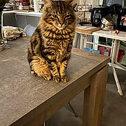 Altesse a rejoint le concours — aidez-le/la à gagner de superbes lots ! appliance, cat, chair, countertop, cozy, dishes, eyes, feline, household_clutter, indoor, kitchen, long_hair, pet, portrait, sitting, tabby_cat, table, towel, whiskers, wooden_table